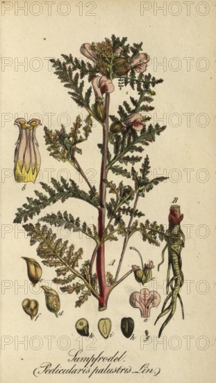 European poisonous plants, marsh lousewort, Pedicularis palustris, authentic, digitally restored reproduction from a 19th century original, Eduard Winkler (1799-1862), book All poisonous plants in Germany, exact date of depiction unknown, historical