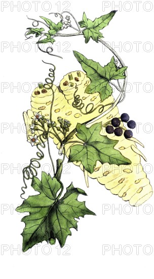 European poisonous plants, white fence beet, Bryonia alba, digitally restored reproduction from a 19th century original, exact date of presentation unknown, historical