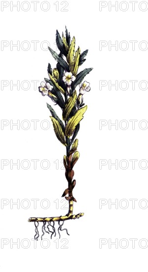 European poisonous plants, herb of mercy or herb of God, Gratiola officinalis, digitally restored reproduction from a 19th century model, exact date of presentation unknown, historical