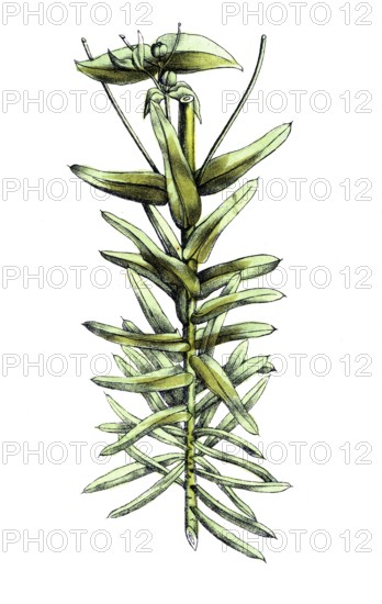 European poisonous plants, cruciferous milkweed, Euphorbia lathyris, also spring milkweed, digitally restored reproduction from a 19th century original, exact date of presentation unknown, historical