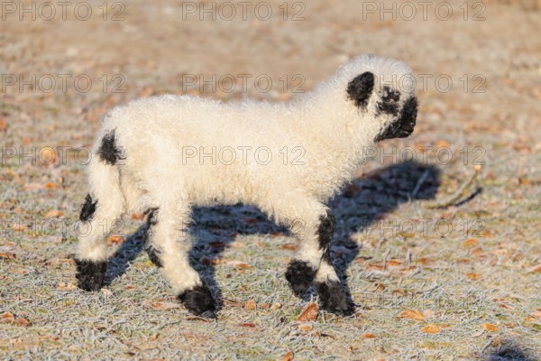 A Valais Blacknose lamb (Avis Aries) runs across a frost-covered pasture in early morning light. switzerland