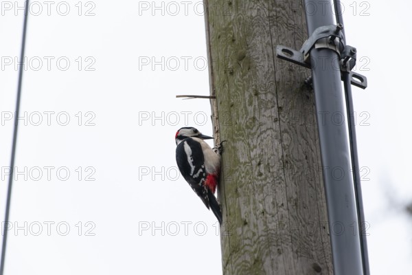 Great spotted woodpecker (Dendrocopos major) pecking on a utility pole in the city. Stuttgart, Baden-Wuerttemberg, Germany