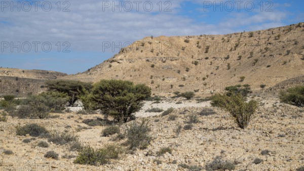 Frankincense trees (Burseraceae) in a barren landscape, Oman