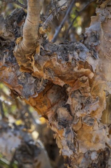 Trunk of frankincense tree (Burseraceae), Oman