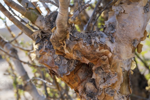 Trunk of frankincense tree (Burseraceae), Oman