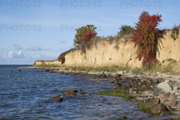 Cliffs on the shores of the Baltic Sea, autumn colors, Klein Zicker, Mönchgut, Rügen island, Baltic Sea, Mecklenburg-Western Pomerania, Germany