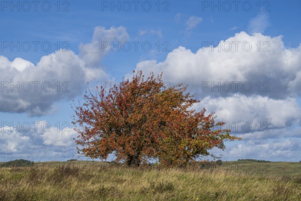 Tree with autumn colors on the high bank of Klein Zicker, exposed, white clouds, nature reserve, Mönchgut, Rügen island, Baltic Sea, Mecklenburg-Western Pomerania, Germany