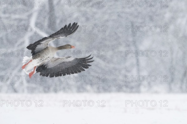A greylag goose (Anser anser) flies through a snowy winter landscape during snowfall, Hesse, Germany