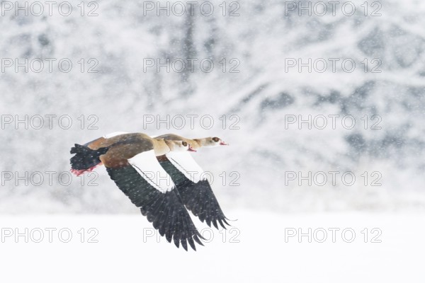 Two Nile Geese (Alopochen aegyptiacus) flying in snowfall against a background of snow-covered trees, Hesse, Germany