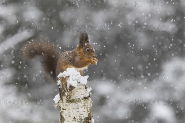Red squirrel (Sciurus) feeding on a dead birch tree during snowfall