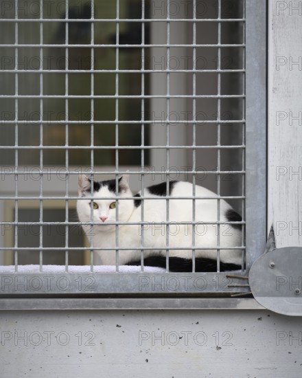 Black and white cat sitting behind a fence at an animal shelter, animal welfare association, animal rescue, district of Constance, Baden-Württemberg, Germany