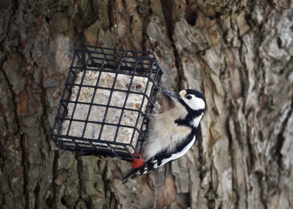 Great spotted woodpecker, (Dendrocopos major) eats fat food, bird feeder in winter, Schleswig-Holstein, Germany