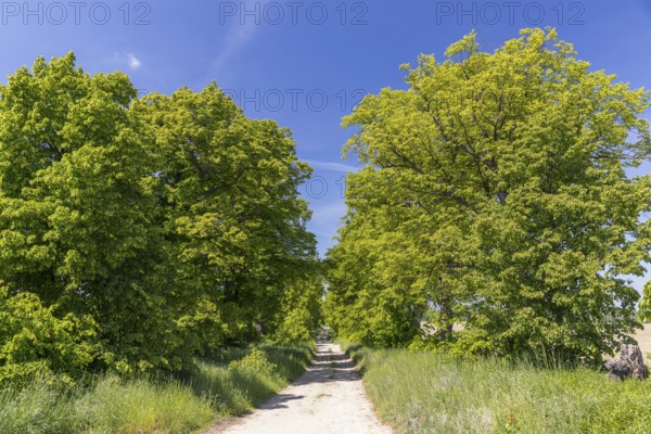 Path through the 200-year-old avenue of lime trees, mainly winter lime trees (Tilia cordata) between Lauske and Nostitz, natural monument, Weißenberg, Saxony, Germany