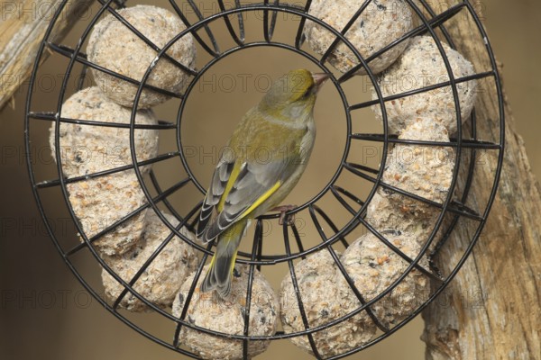 Greenfinch (Chloris chloris) at the winter feeding site, Allgäu, Bavaria, Germany, Allgäu, Bavaria, Germany
