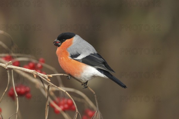 Bullfinch (Pyrrhula pyrrhula) Male eats berries of the common snowball bush (Viburnum opulus) Allgäu, Bavaria, Germany, Allgäu, Bavaria, Germany