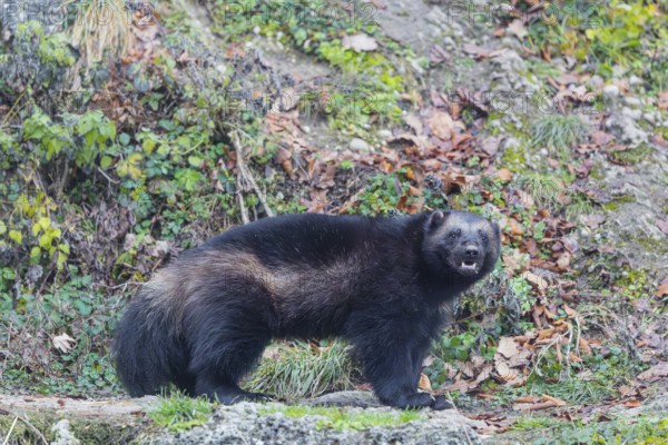A wolverine (Gulo gulo) stands on a rocky slope covered in green vegetation. Finland