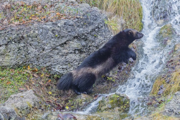A wolverine (Gulo gulo) jumps over a small stream on a rocky slope covered with green vegetation. Finland