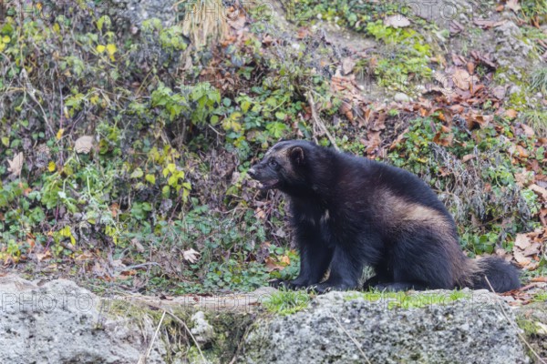 A wolverine (Gulo gulo) sits on a rocky slope covered in green vegetation. Finland