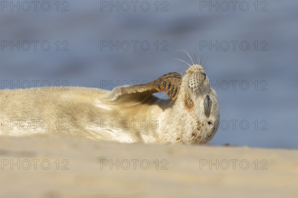 Common or Harbor or Harbour seal (Phoca vitulina) adult animal relaxing on a seaside beach, England, United Kingdom
