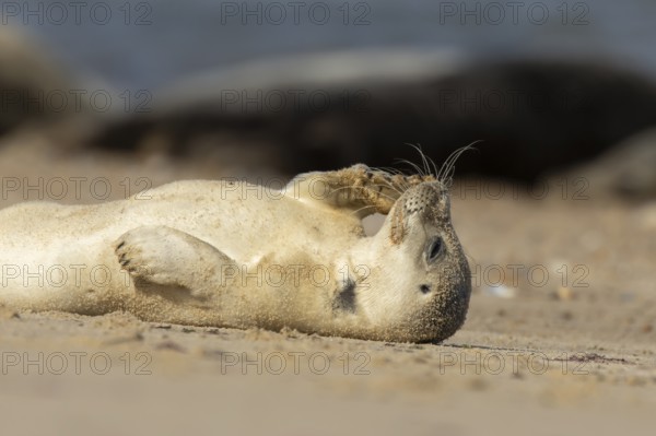 Common or Harbor or Harbour seal (Phoca vitulina) adult marine animal resting on sand on a beach, England, United Kingdom