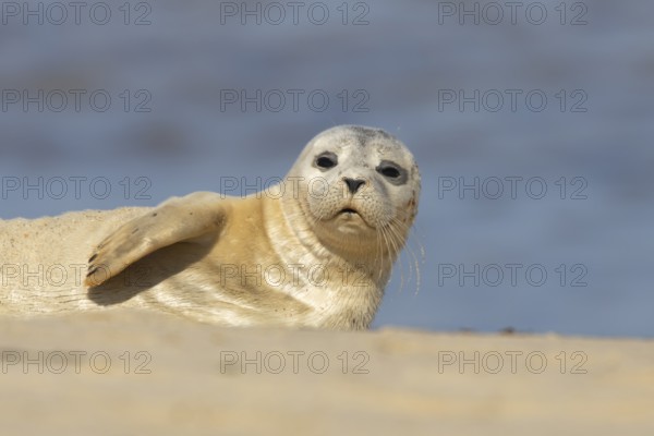Common or Harbor or Harbour seal (Phoca vitulina) adult animal on a seaside beach, England, United Kingdom