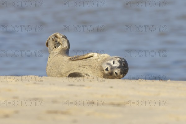 Common or Harbor or Harbour seal (Phoca vitulina) adult animal chilling out on sand on a beach, England, United Kingdom
