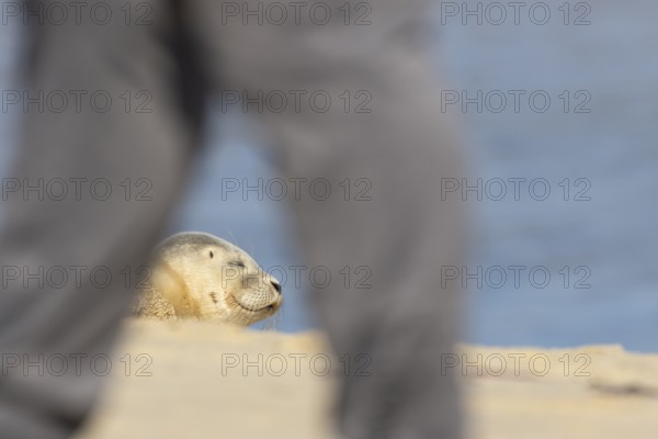 Common or Harbor or Harbour seal (Phoca vitulina) adult animal sleeping on a seaside beach with a person walking past, England, United Kingdom