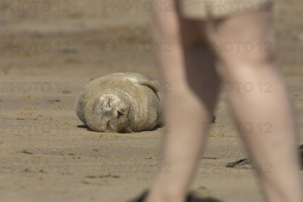 Common or Harbor or Harbour seal (Phoca vitulina) adult animal resting on a seaside beach with a person walking past, England, United Kingdom