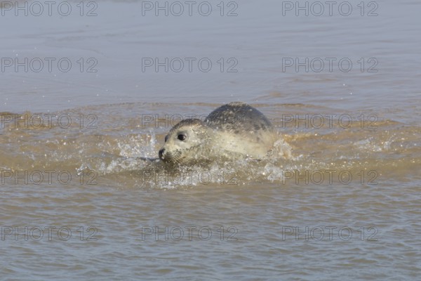 Common or Harbor or Harbour seal (Phoca vitulina) adult marine animal swimming in the shallow water of the sea, England, United Kingdom