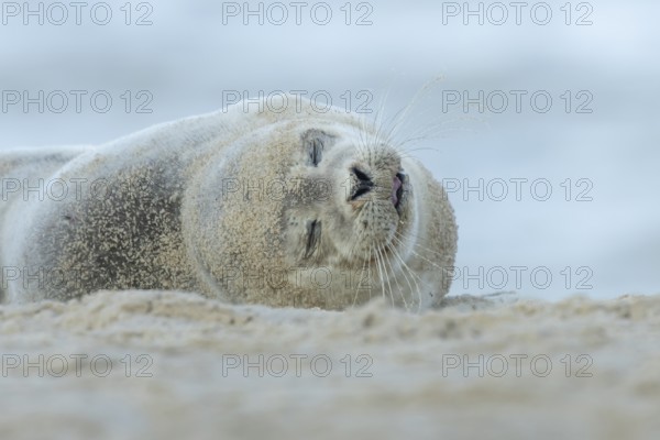 Common or Harbor or Harbour seal (Phoca vitulina) adult animal sleeping on sand on a beach, England, United Kingdom