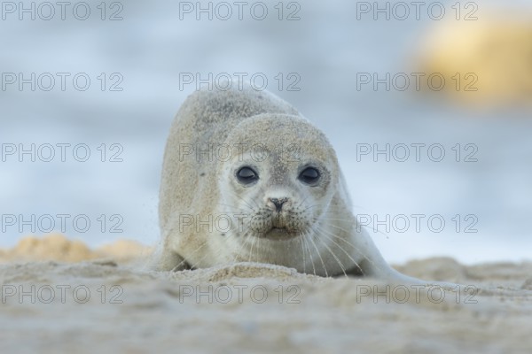 Common or Harbor or Harbour seal (Phoca vitulina) adult animal on sand on a beach, England, United Kingdom