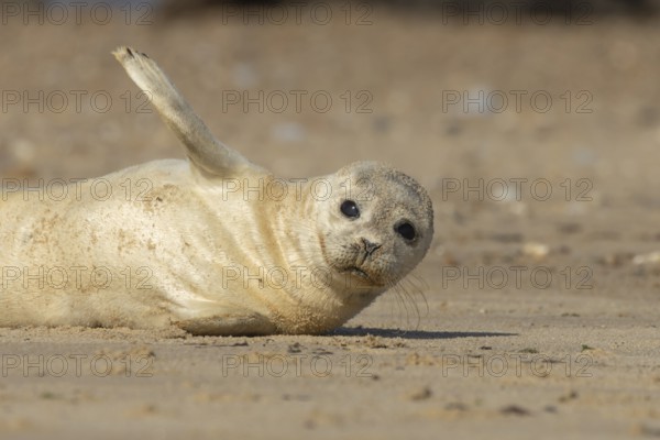 Common or Harbor or Harbour seal (Phoca vitulina) adult animal waving on a seaside beach, England, United Kingdom
