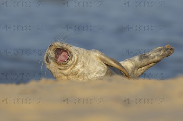 Common or Harbor or Harbour seal (Phoca vitulina) adult animal yawning on a seaside beach, England, United Kingdom