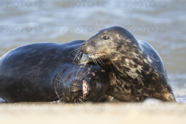 Atlantic grey seal (Halichoerus grypus) two adult animals in love courting in the breaking waves of the sea on a seaside beach, England, United Kingdom