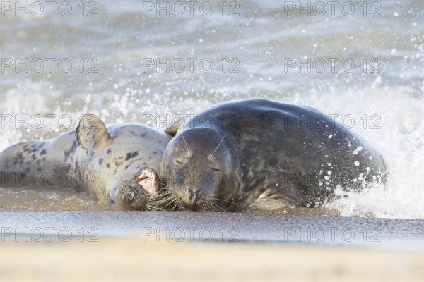 Atlantic grey seal (Halichoerus grypus) two adult animals in love hugging in the breaking waves of the sea on a seaside beach, England, United Kingdom