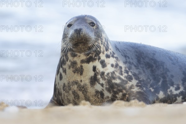 Atlantic grey seal (Halichoerus grypus) adult animal on a seaside beach, England, United Kingdom