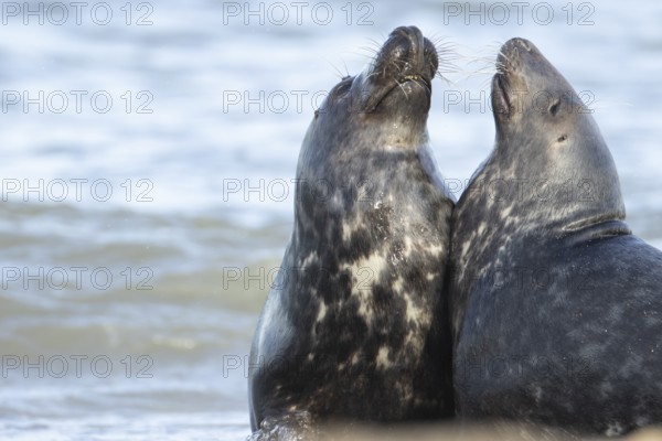 Atlantic grey seal (Halichoerus grypus) two adult animals in love courting in the shallow sea on a seaside beach, England, United Kingdom