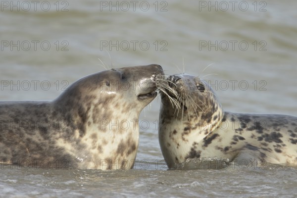 Atlantic grey seal (Halichoerus grypus) two adult animals in love seemingly kissing in the breaking waves of the sea on a seaside beach, England, United Kingdom