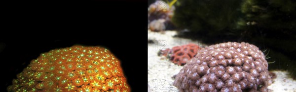 Soft coral (Sinularia brassica), fluorescent (left) and in daylight (right), Octocorallia, biofluorescence, fluorescence, colourful, night, night dive, coral reef, Indo-Pacific