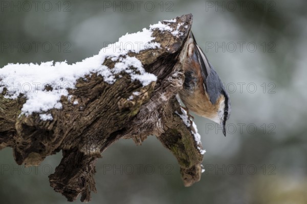 Nuthatch (Sitta europaea), Emsland, Lower Saxony, Germany