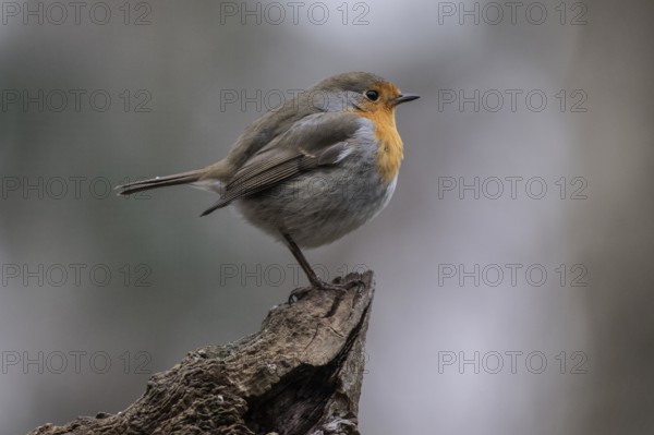 European robin (Erithacus rubecula), Emsland, Lower Saxony, Germany