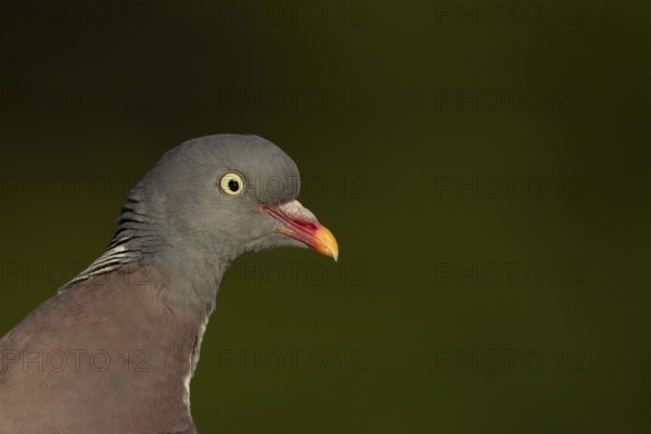 Wood pigeon (Columba palumbus) adult garden bird head portrait, England, United Kingdom
