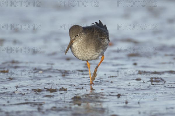 Common redshank (Tringa totanus) adult wader bird on a mudflat in winter, England, United Kingdom
