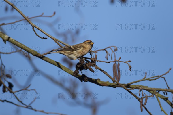 Redpoll (Acanthis flammea) adult bird in an Alder tree in winter, England, United Kingdom