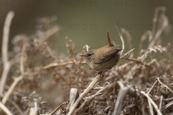 Eurasian wren (Troglodytes troglodytes) adult garden bird on a bracken stem, England, United Kingdom