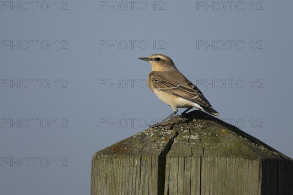 Northern wheatear (Oenanthe oenanthe) adult bird on a wooden post, RSPB Frampton marsh nature reserve, Lincolnshire, England, United Kingdom
