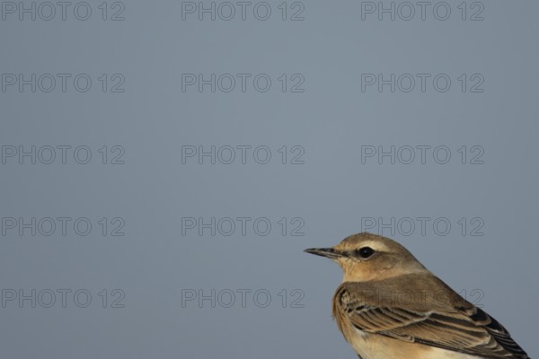Northern wheatear (Oenanthe oenanthe) adult bird head portrait, RSPB Frampton marsh nature reserve, Lincolnshire, England, United Kingdom