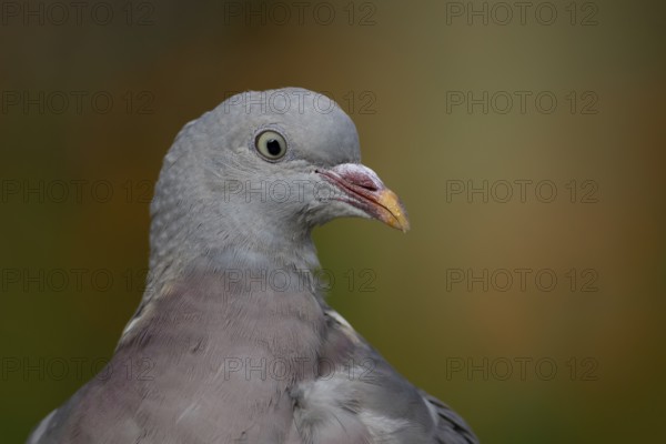 Wood pigeon (Columba palumbus) juvenile squab garden bird head portrait, England, United Kingdom