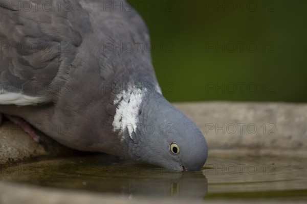 Wood pigeon (Columba palumbus) adult garden bird drinking water from a bird bath in summer, England, United Kingdom