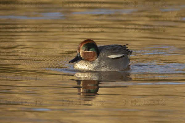 Common teal duck (Anas crecca) adult male bird on the water surface of a lake, England, United Kingdom